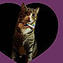 animal, black_background, bow_tie, cat, closeup, curious, cute, domestic_cat, ears, feline, heart_shape, indoor, looking, pet, portrait, purple_background, rainbow, sitting, tabby, whiskers