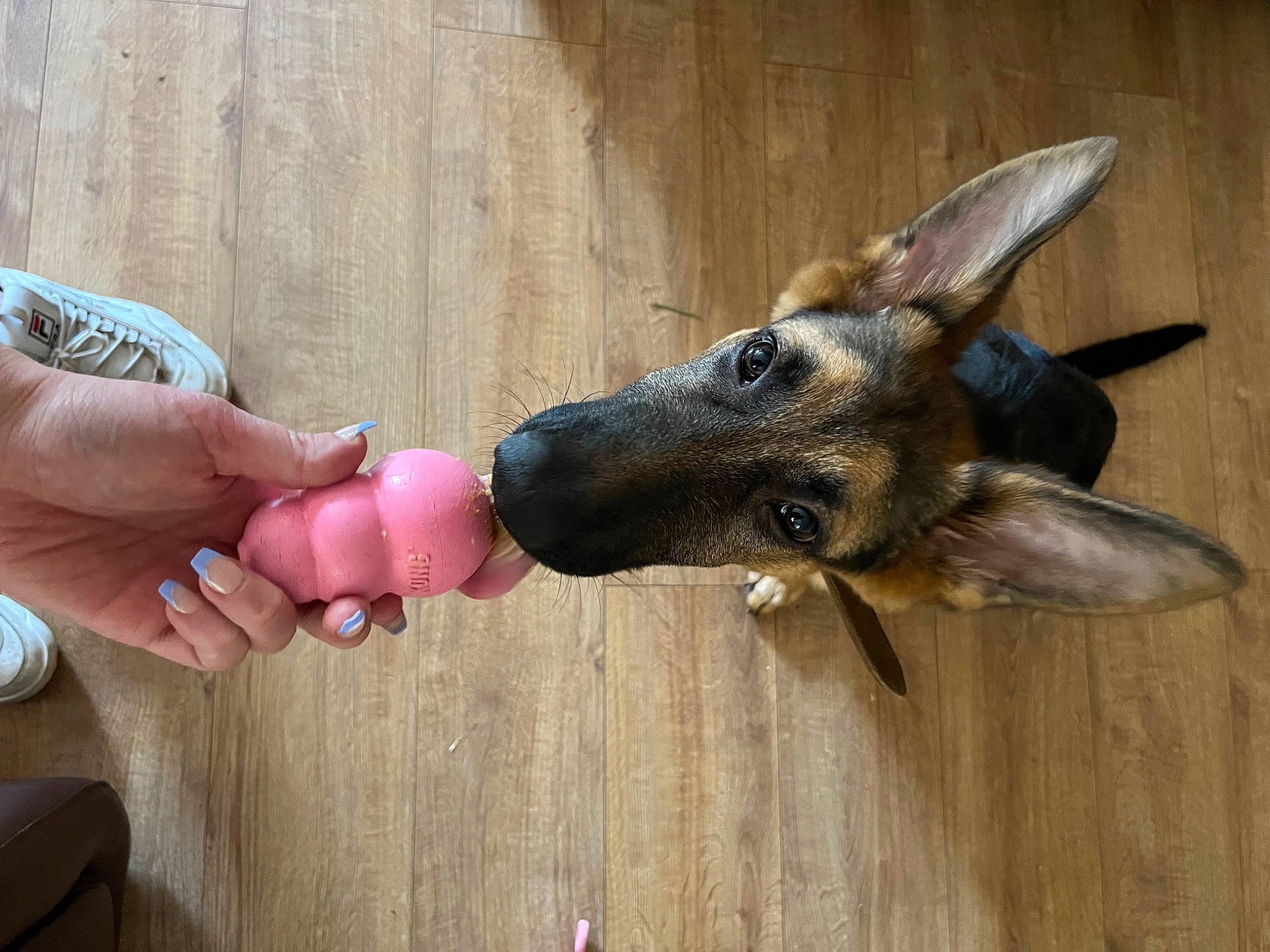 Jude joined the competition — help win amazing prizes! canidae, carnivore, companion_dog, dog, dog_breed, dog_collar, ear, fawn, german_shepherd_dog, gesture, guard_dog, hardwood, nail, sporting_group, thumb, whiskers, wood, working_animal