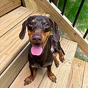 Abu is registered to the contest to win money with this photo: dog, dachshund, puppy, tongue_out, wooden_stairs, outdoor, pet, happy, animal, canine, brown_coat, sitting, looking_up, closeup, young_dog, natural_light, wood, grass, summer, smiling