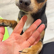 Ava participe au concours pour gagner de l'argent avec cette photo : dog, paw, hand, close_up, indoor, pet, animal, furry, cute, black_and_tan, small_dog, interaction, trust, companion, friendship, claws, human_hand, floor, domestic, affection