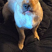 Scarlett joined the competition — help win amazing prizes! animal, blanket, brown, closeup, companion, cozy, cute, dog, domestic, ears, face, friendly, fur, indoor, looking_up, mammal, paw, pet, portrait, tongue_out