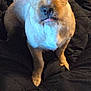 animal, blanket, brown, closeup, companion, cozy, cute, dog, domestic, ears, face, friendly, fur, indoor, looking_up, mammal, paw, pet, portrait, tongue_out