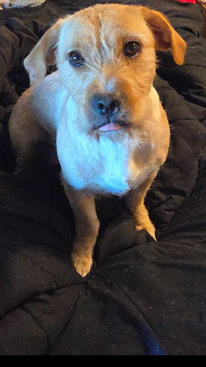 Scarlett