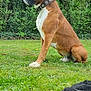 Pumba a rejoint le concours — aidez-le/la à gagner de superbes lots ! dog, boxer, brown, white, collar, grass, lawn, outdoor, greenery, trees, pet, animal, sitting, side_view, nature, canine, fur, alert, garden, park