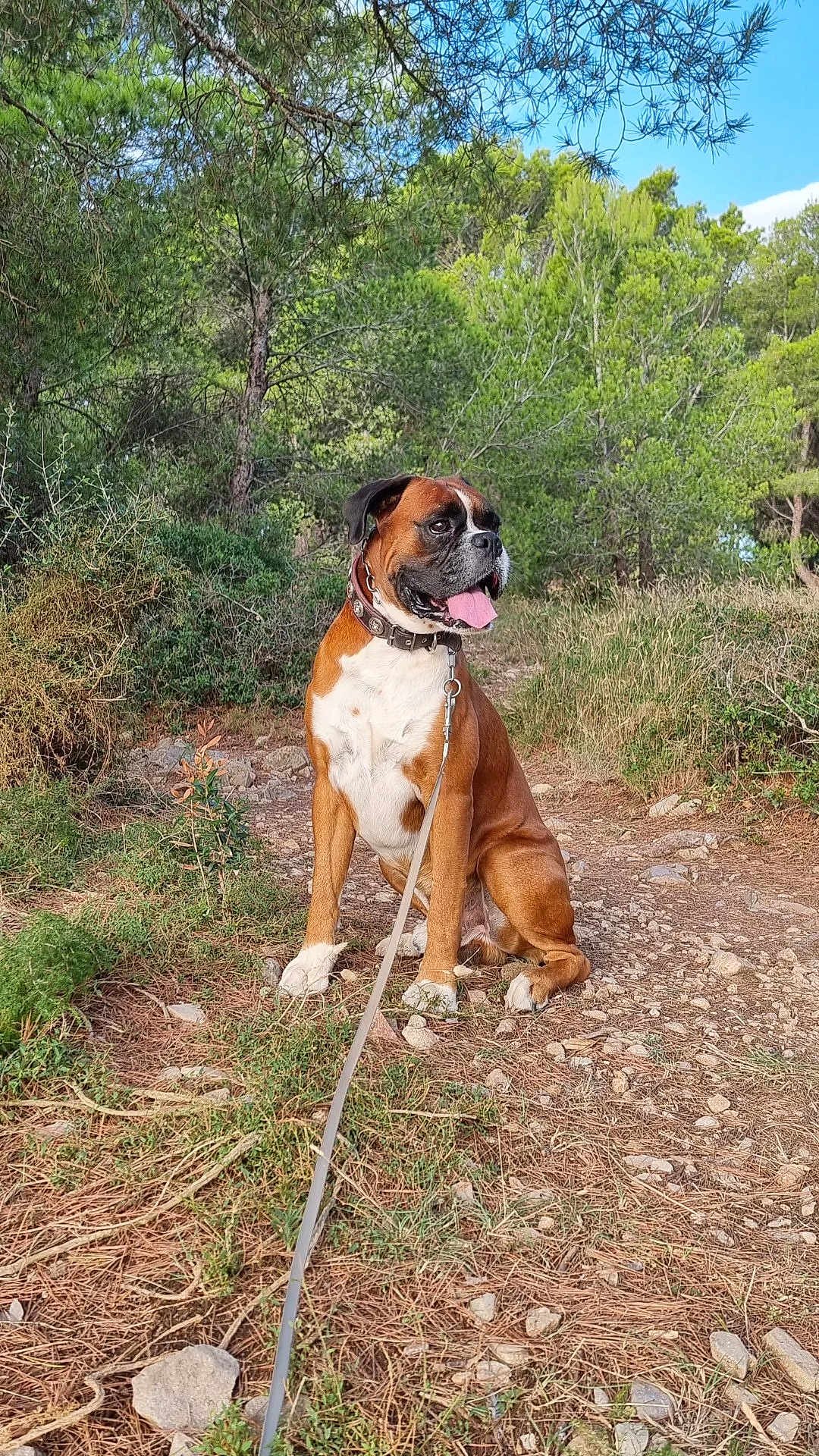 Pumba a rejoint le concours — aidez-le/la à gagner de superbes lots ! dog, boxer, outdoor, forest, path, leash, greenery, trees, nature, pet, canine, collar, tongue_out, sitting, sunlight, rocks, grass, sky, happy, animal