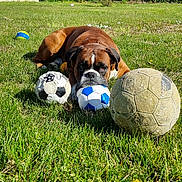 Pumba participe au concours pour gagner de l'argent avec cette photo : dog, boxer, grass, soccer_ball, toy, outdoor, sunlight, greenery, hedge, blue_sky, pet, animal, playing, resting, nature, summer, lawn, garden, daytime, canine