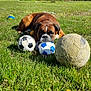 dog, boxer, grass, soccer_ball, toy, outdoor, sunlight, greenery, hedge, blue_sky, pet, animal, playing, resting, nature, summer, lawn, garden, daytime, canine