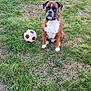 Pumba participe au concours pour gagner de l'argent avec cette photo : dog, boxer, soccer_ball, grass, outdoor, animal, pet, brown_dog, white_chest, collar, sitting, green_grass, patchy_lawn, brick_wall, playful, canine, sport, garden, summer, daytime