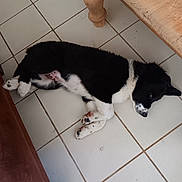 Merlin a rejoint le concours — aidez-le/la à gagner de superbes lots ! animal, black_and_white, companion, couch, cute, dog, domestic_animal, floor, fur, indoor, lying_down, paw, pet, puppy, relaxed, resting, sleepy, table_leg, tile_floor, young_dog