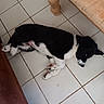 animal, black_and_white, companion, couch, cute, dog, domestic_animal, floor, fur, indoor, lying_down, paw, pet, puppy, relaxed, resting, sleepy, table_leg, tile_floor, young_dog