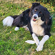 Merlin a rejoint le concours — aidez-le/la à gagner de superbes lots ! dog, border_collie, grass, outdoor, pet, animal, canine, laying, happy, smiling, fur, black_and_white, tail, ears, nature, leafy_background, grass_lawn, paw, playful, sunlight