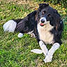 dog, border_collie, grass, outdoor, pet, animal, canine, laying, happy, smiling, fur, black_and_white, tail, ears, nature, leafy_background, grass_lawn, paw, playful, sunlight