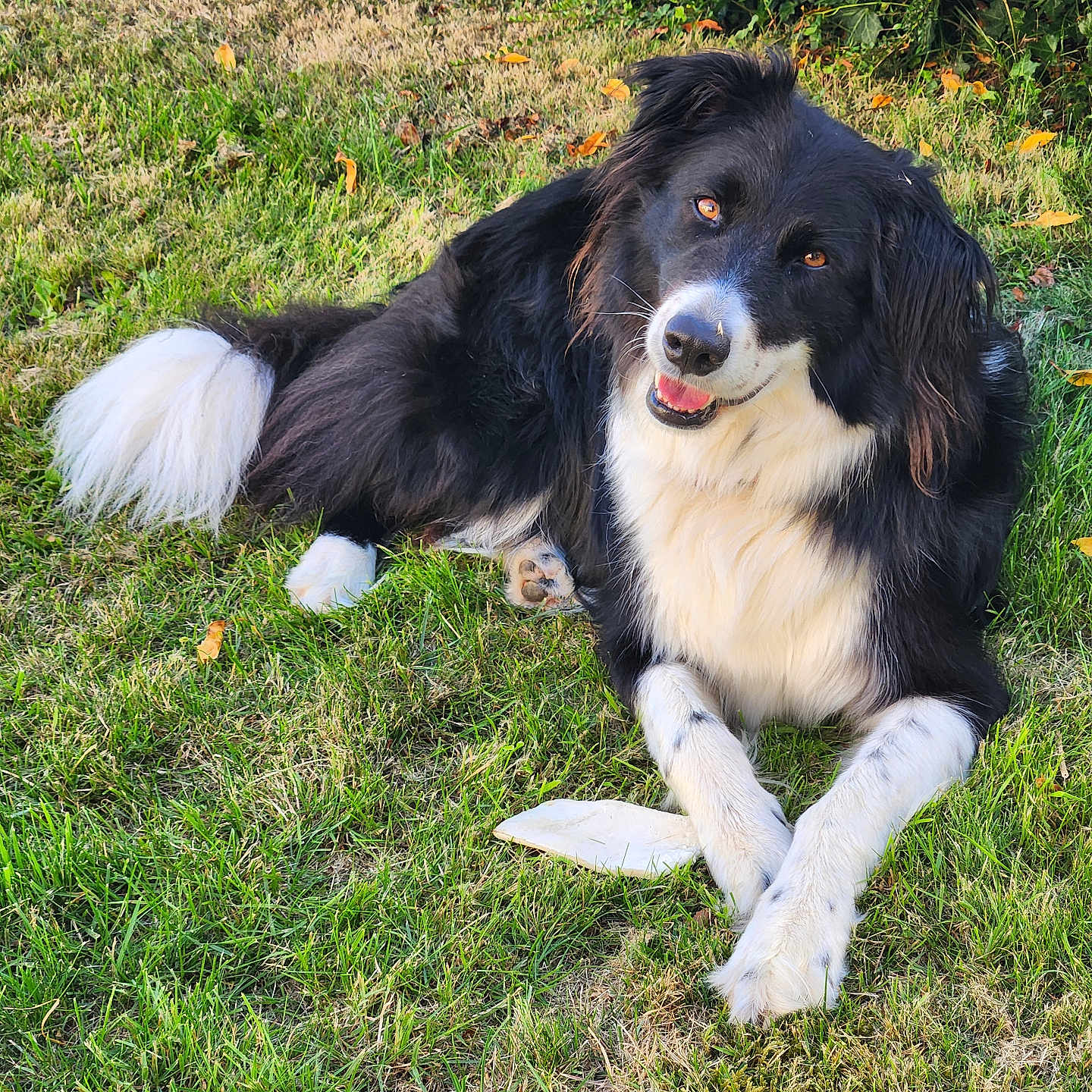 Merlin a rejoint le concours — aidez-le/la à gagner de superbes lots ! dog, border_collie, grass, outdoor, pet, animal, canine, laying, happy, smiling, fur, black_and_white, tail, ears, nature, leafy_background, grass_lawn, paw, playful, sunlight
