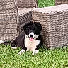 Merlin a rejoint le concours — aidez-le/la à gagner de superbes lots ! animal, backyard, black_and_white, canine, companion, cute, dog, grass, lawn, nature, outdoor, pet, playful, relaxed, resting, seat, summer, sunlight, tongue_out, wicker_furniture