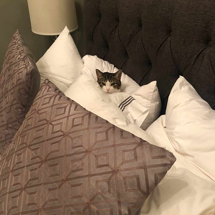 Skittles joined the competition — help win amazing prizes! bed_frame, bedding, bedroom, carnivore, cat, comfort, felidae, floor, flooring, grey, hardwood, lamp, linens, pattern, pillow, rectangle, textile, throw_pillow, tints_and_shades, wood