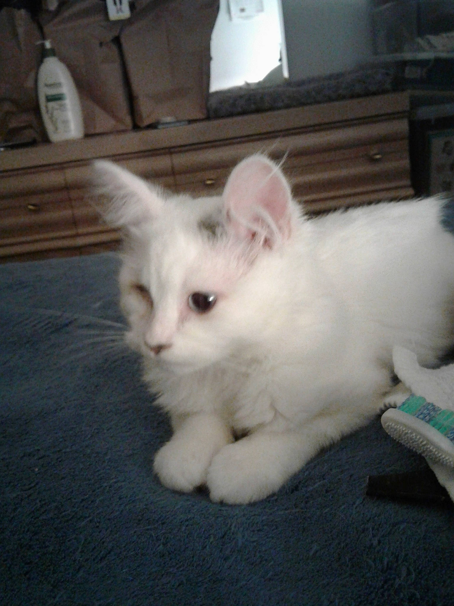 Maddie And Mia joined the competition — help win amazing prizes! american_curl, asian, burmilla, carnivore, cat, domestic_long_haired_cat, ear, eye, felidae, fur, khao_manee, kitten, mammal, ragdoll, small_to_medium_sized_cats, tail, turkish_angora, turkish_van, vertebrate, whiskers