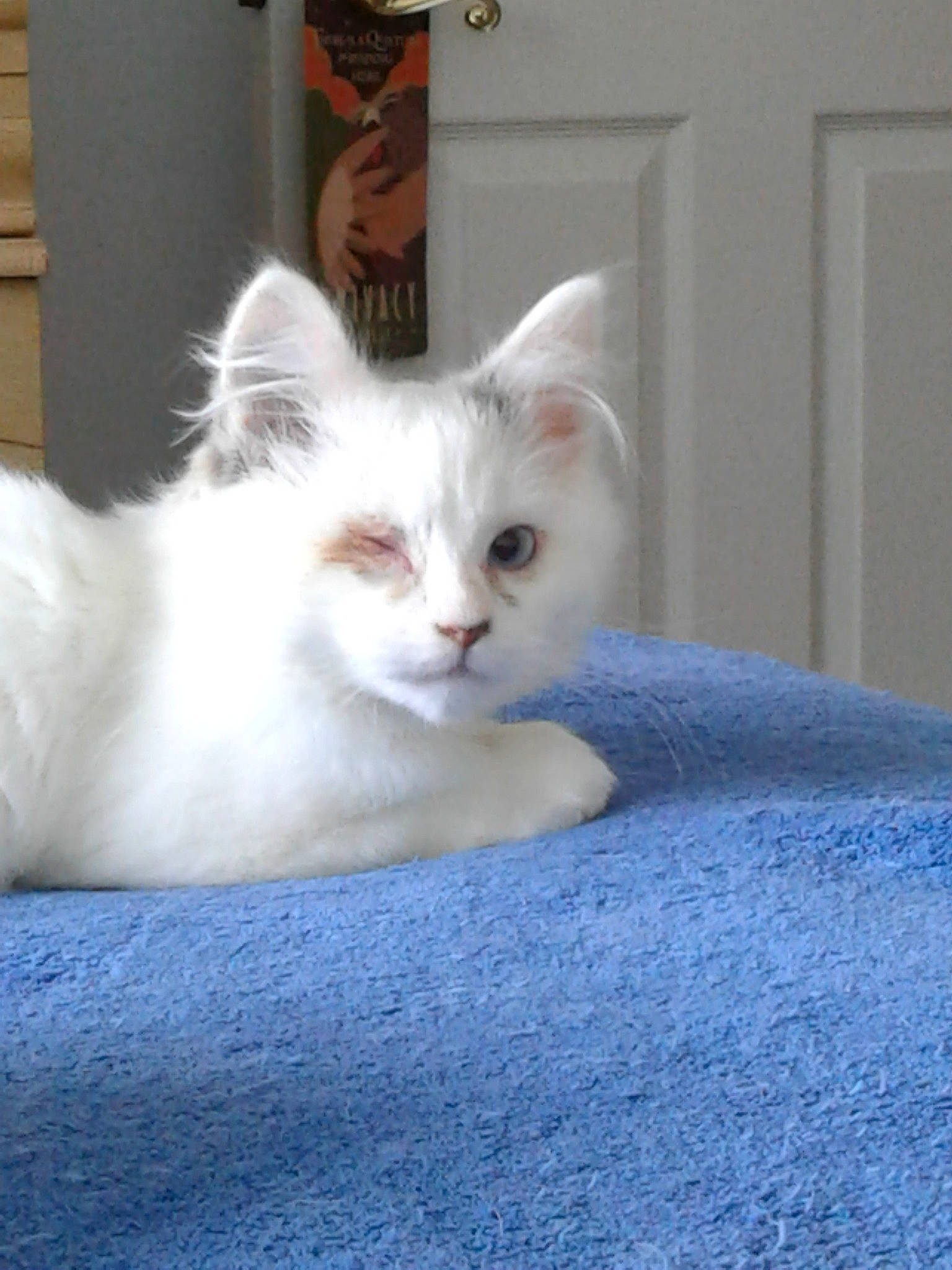 Maddie And Mia is registered to the contest to win money with this photo: british_semi_longhair, burmilla, carnivore, cat, colorpoint_shorthair, domestic_long_haired_cat, eye, felidae, khao_manee, kitten, mammal, persian, ragamuffin, ragdoll, small_to_medium_sized_cats, turkish_angora, turkish_van, vertebrate, whiskers