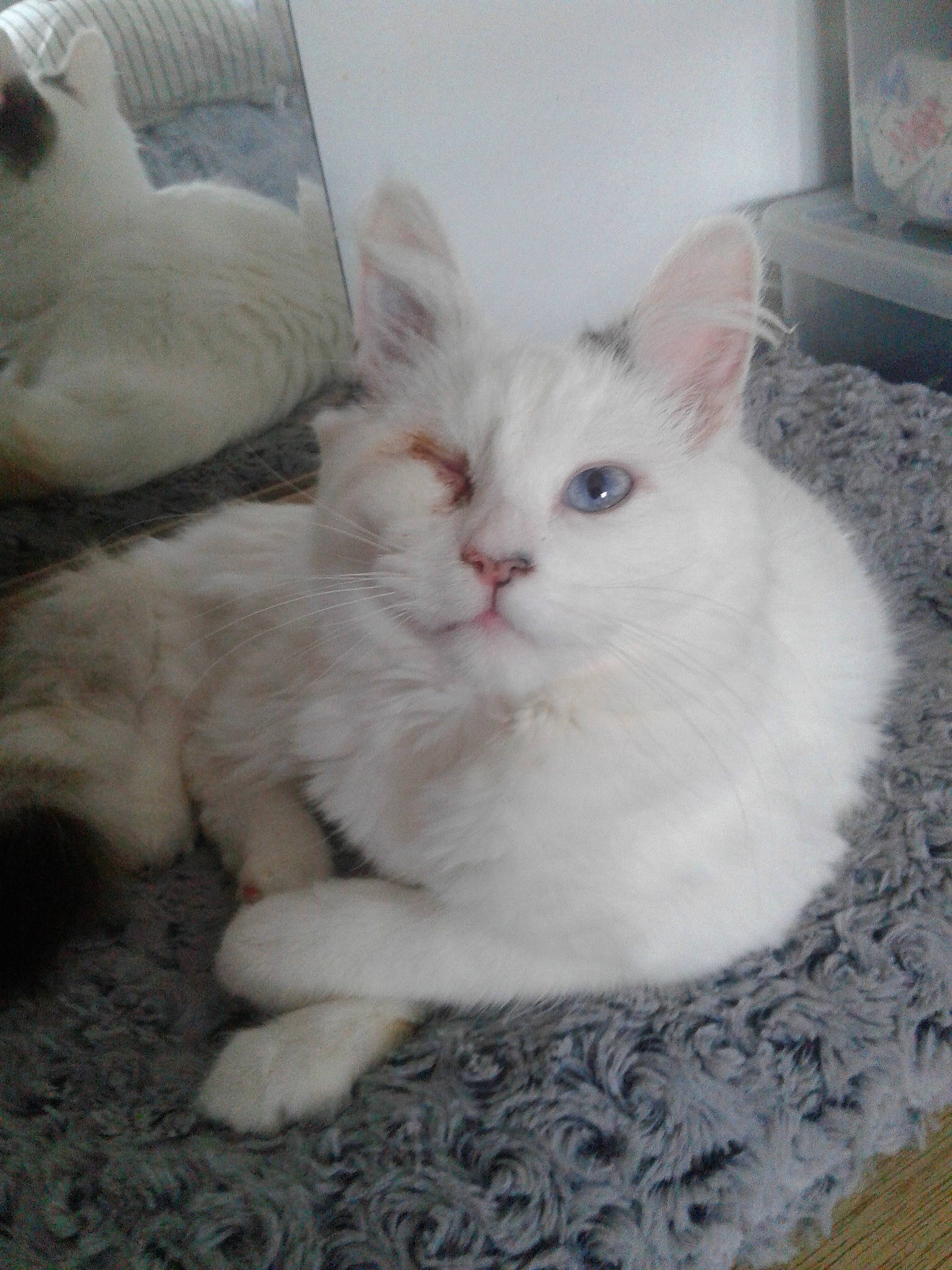 Maddie And Mia is registered to the contest to win money with this photo: british_semi_longhair, burmilla, carnivore, cat, cymric, domestic_long_haired_cat, domestic_short_haired_cat, fawn, felidae, khao_manee, kitten, mammal, norwegian_forest_cat, persian, ragdoll, small_to_medium_sized_cats, turkish_angora, turkish_van, vertebrate, whiskers