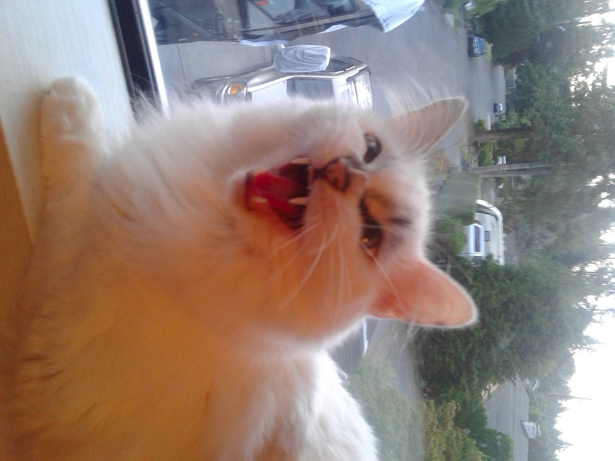 Spanky joined the competition — help win amazing prizes! car, carnivore, cat, eye, fawn, felidae, fur, plant, small_to_medium_sized_cats, snout, tail, tree, vehicle, whiskers, window