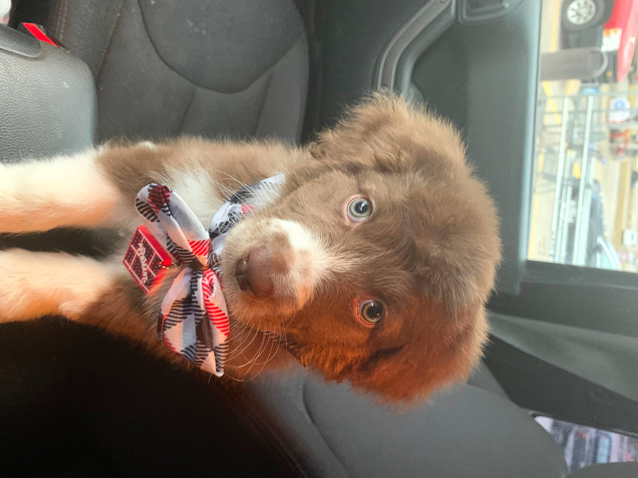 Gibson is registered to the contest to win money with this photo: canidae, carnivore, collar, comfort, companion_dog, dog, dog_breed, fur, fur_clothing, liver, selfie, snout, sporting_group, stuffed_toy, terrestrial_animal, toy, vehicle, vehicle_door, whiskers, working_animal