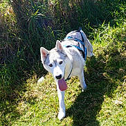 Princesse participe au concours pour gagner de l'argent avec cette photo : animal, canine, daylight, dog, ears, field, fur, grass, greenery, happy, harness, husky, mammal, nature, outdoor, pet, playful, sunlight, tongue, walking