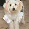 Opale participe au concours pour gagner de l'argent avec cette photo : dog, pet, fluffy, white, bow, clothing, indoor, tile_floor, cute, adorable, small_dog, fur, animal, portrait, looking_at_camera, companion, domestic_animal, standing, friendly, well_groomed