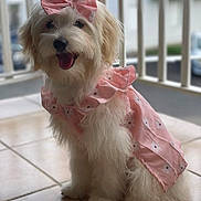 Opale a rejoint le concours — aidez-le/la à gagner de superbes lots ! dog, pet, animal, fluffy, white, pink_dress, bow, sitting, happy, tongue_out, indoor, tile_floor, cute, portrait, small_dog, accessory, fashion, smiling, domestic_animal, furry