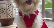 Opale participe au concours pour gagner de l'argent avec cette photo : dog, white_fur, red_bow, red_dress, pet, sitting, happy, tongue_out, indoor, tile_floor, cute, fluffy, accessory, portrait, small_dog, decor, plant_pot, window, natural_light, animal