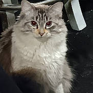 Pepper is registered to the contest to win money with this photo: animal, cat, closeup, curious, domestic, ears, eyes, face, feline, floor, fluffy, fur, furniture, indoor, legs, mammal, pet, portrait, sitting, whiskers