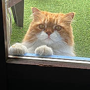 Charly participe au concours pour gagner de l'argent avec cette photo : cat, ginger_cat, white_fur, curious, paws, glass_door, outdoor, grass, red_ball, pet, animal, close_up, feline, whiskers, ears, window, looking, cute, domestic_cat, nature