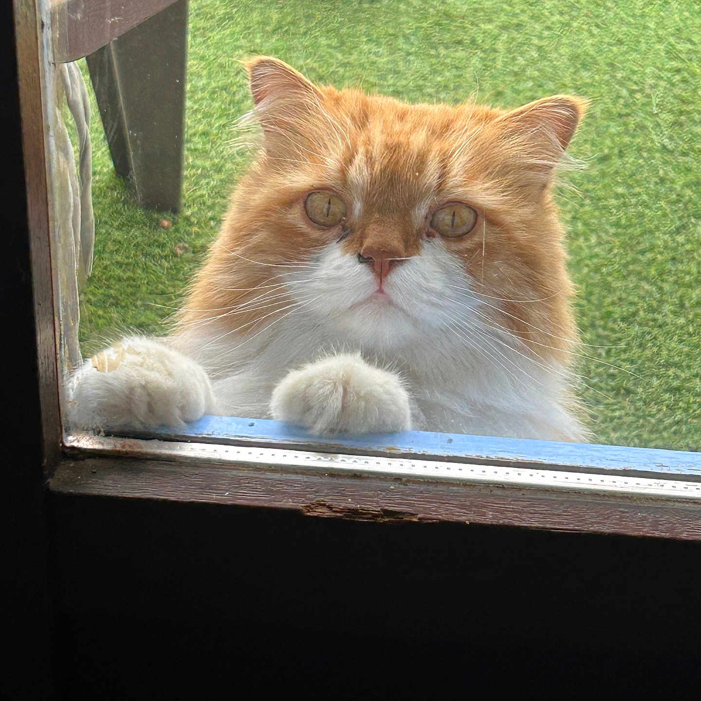 Charly participe au concours pour gagner de l'argent avec cette photo : animal, cat, close_up, curious, cute, domestic_cat, ears, feline, ginger_cat, glass_door, grass, looking, nature, outdoor, paws, pet, red_ball, whiskers, white_fur, window