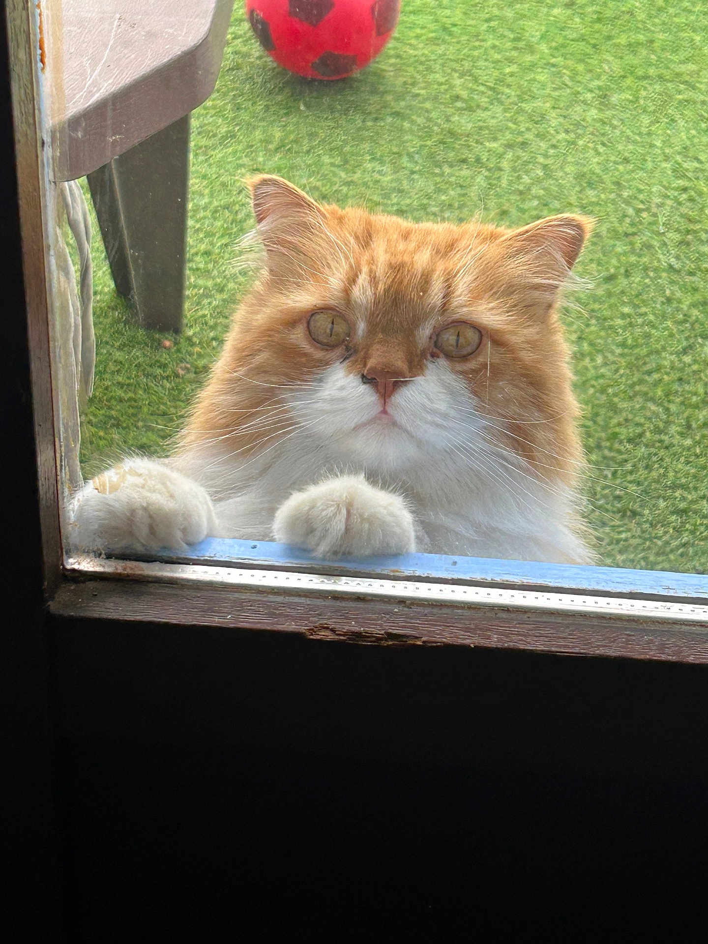 Charly participe au concours pour gagner de l'argent avec cette photo : cat, ginger_cat, white_fur, curious, paws, glass_door, outdoor, grass, red_ball, pet, animal, close_up, feline, whiskers, ears, window, looking, cute, domestic_cat, nature