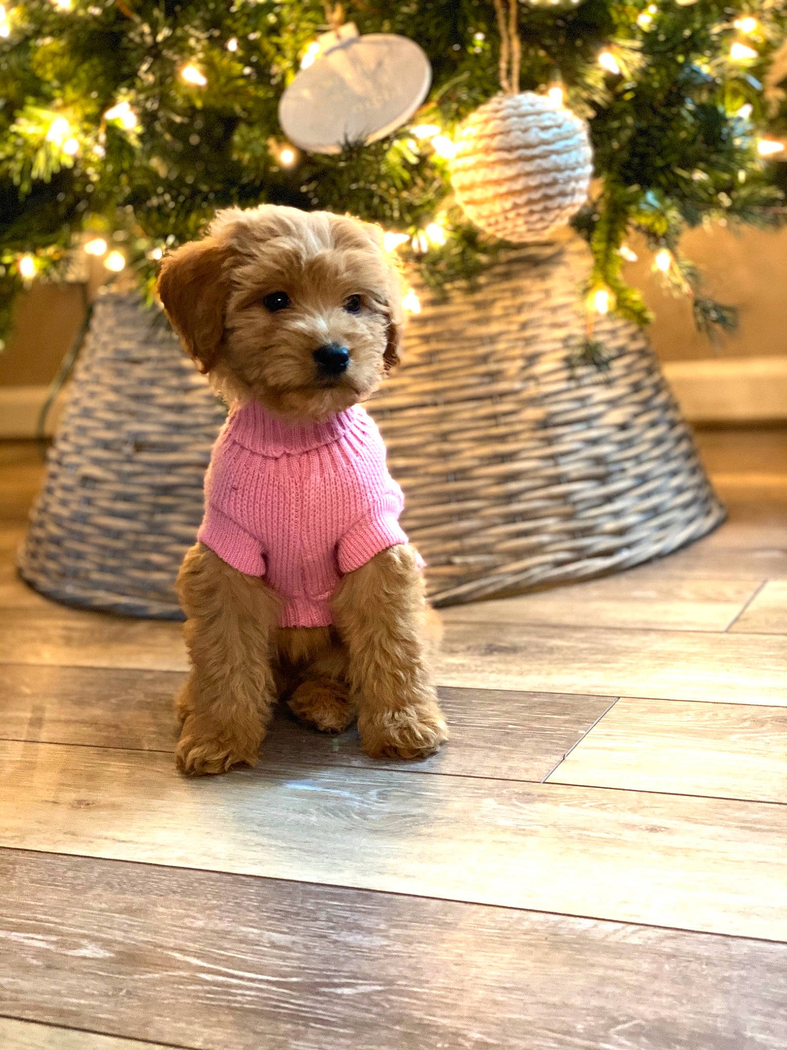 Coco joined the competition — help win amazing prizes! carnivore, christmas, christmas_decoration, christmas_ornament, companion_dog, dog, dog_breed, dog_clothes, dog_supply, fur, holiday, interior_design, pet_supply, puppy, small_terrier, snout, sporting_group, stuffed_toy, terrier, toy