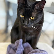 Nala a rejoint le concours — aidez-le/la à gagner de superbes lots ! abyssinian, animal, blackcat, blanket, cat, kitten, laundry, manx, pet, towel