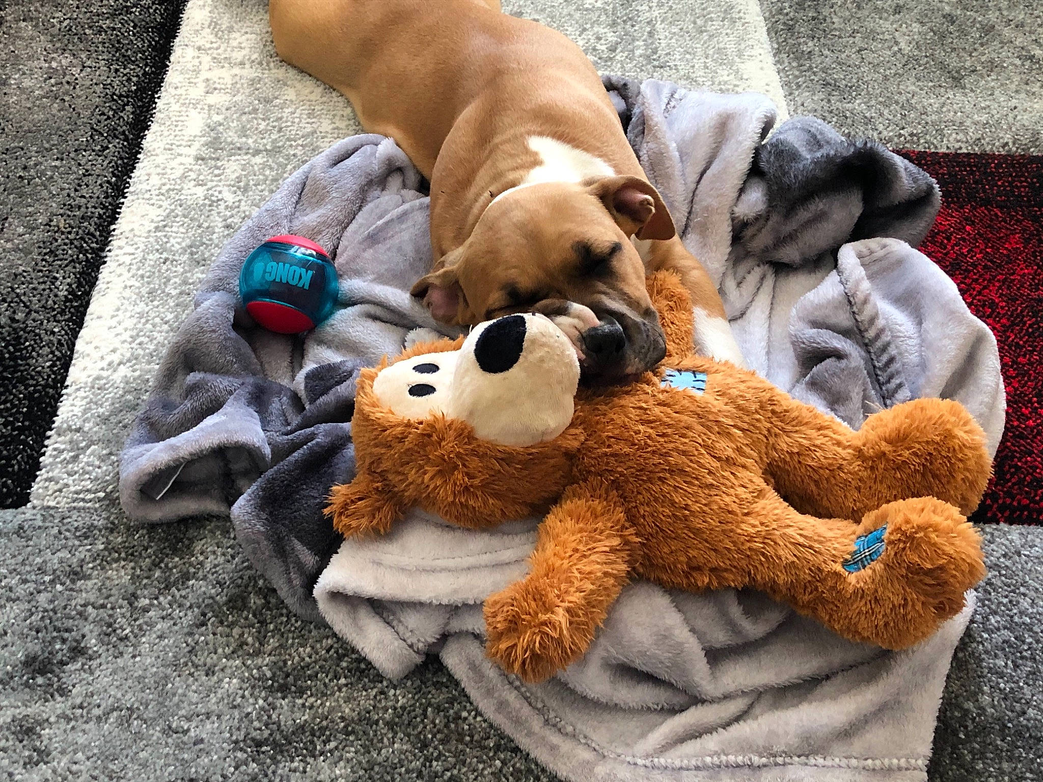 Slaya a rejoint le concours — aidez-le/la à gagner de superbes lots ! canidae, carnivore, comfort, companion_dog, dog_breed, fawn, felidae, flooring, fur, linens, mammal, plush, snout, sporting_group, stuffed_toy, teddy_bear, textile, toy, vertebrate, wool