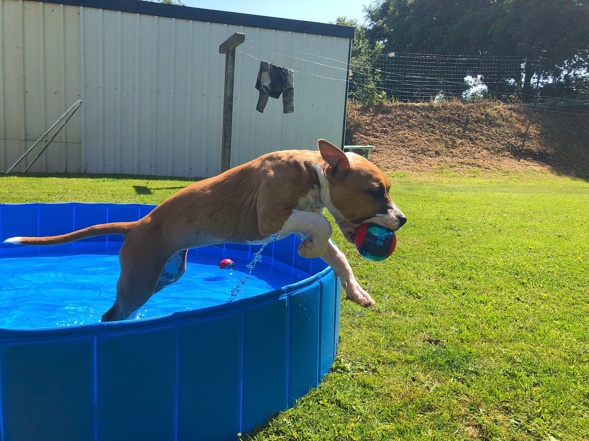 Slaya participe au concours pour gagner de l'argent avec cette photo : canidae, carnivore, collar, companion_dog, dog, dog_breed, dog_sports, dog_supply, fawn, grass, gun_dog, leisure, mammal, plant, sky, sporting_group, tail, tree, water, working_animal