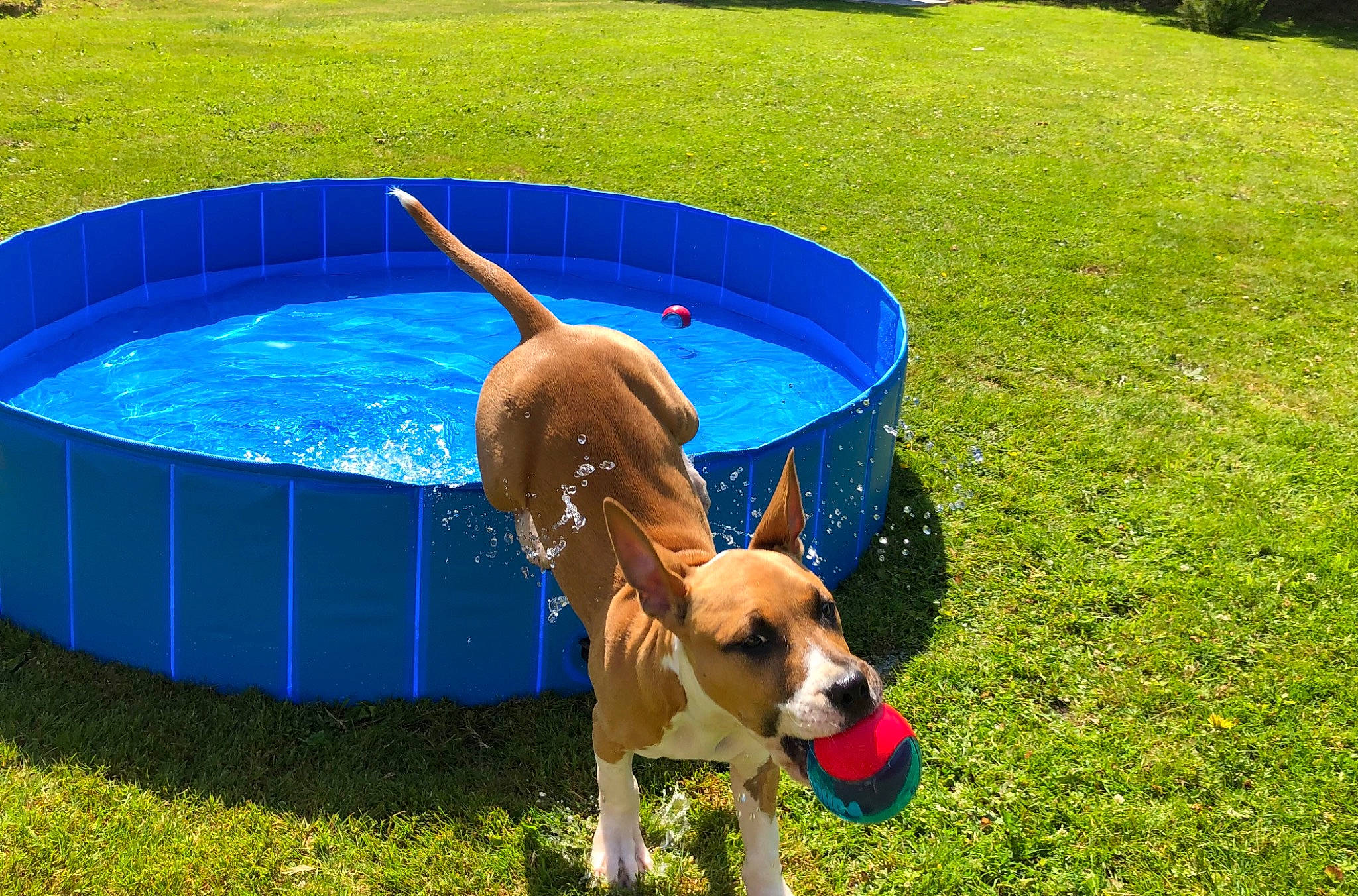 Slaya participe au concours pour gagner de l'argent avec cette photo : ball, blue, canidae, carnivore, companion_dog, dog, dog_breed, fawn, fun, grass, green, lawn, leisure, plant, recreation, sporting_group, sunglasses, vertebrate, water, working_animal