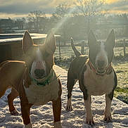 Ares participe au concours pour gagner de l'argent avec cette photo : animal, bull_terrier, canine, collar, dog, ears_up, fence, field, grass, morning, nature, outdoor, pet, playful, snow, standing, sunbeam, sunlight, trees, winter