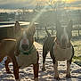 animal, bull_terrier, canine, collar, dog, ears_up, fence, field, grass, morning, nature, outdoor, pet, playful, snow, standing, sunbeam, sunlight, trees, winter