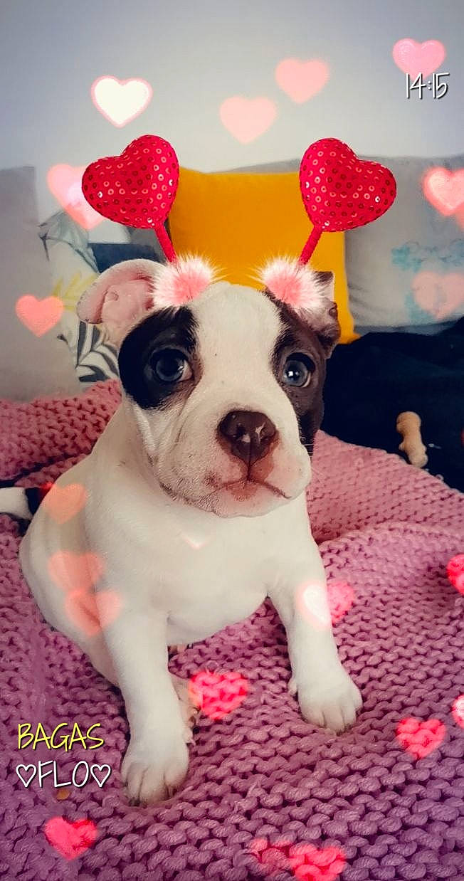 Bullma participe au concours pour gagner de l'argent avec cette photo : canidae, carnivore, companion_dog, dog, dog_breed, fawn, fruit, holiday, linens, love, non_sporting_group, pattern, pet_supply, pink, puppy, snout, toy_dog, vertebrate, working_animal, working_dog