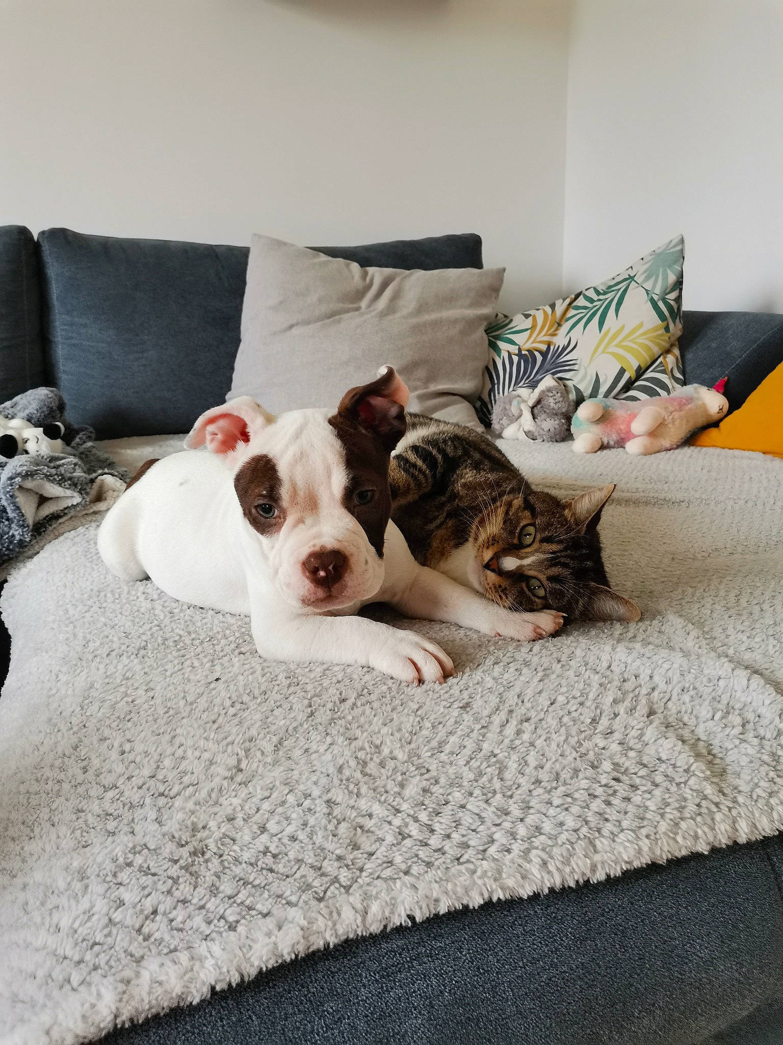 Bullma participe au concours pour gagner de l'argent avec cette photo : carnivore, comfort, companion_dog, couch, cushion, dog, dog_breed, grey, home, home_accessories, interior_design, lamp, linens, living_room, pillow, room, snout, throw_pillow, vertebrate, working_animal