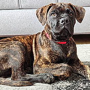 Baron participe au concours pour gagner de l'argent avec cette photo : black, brindle, brown, canine, collar, companion, couch, dog, domestic_animal, floor, furniture, indoor, looking, lying_down, mammal, paw, pet, portrait, relaxed, rug