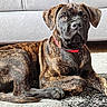 black, brindle, brown, canine, collar, companion, couch, dog, domestic_animal, floor, furniture, indoor, looking, lying_down, mammal, paw, pet, portrait, relaxed, rug