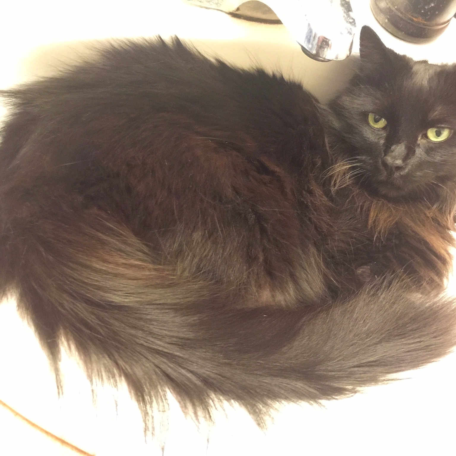 Grendel joined the competition — help win amazing prizes! asian_semi_longhair, black_cat, british_longhair, british_semi_longhair, carnivore, cat, cymric, domestic_long_haired_cat, felidae, fur, long_hair, maine_coon, mammal, napoleon_cat, nebelung, norwegian_forest_cat, ragamuffin, small_to_medium_sized_cats, tail, whiskers