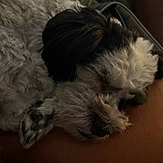 Luna is registered to the contest to win money with this photo: dog, sleeping, close_up, fluffy, brown_surface, blanket, resting, pet, fur, cozy, indoors, relaxing, snout, paw, curled_up, soft_lighting, cute, animal, companion, nap