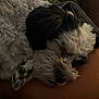 dog, sleeping, close_up, fluffy, brown_surface, blanket, resting, pet, fur, cozy, indoors, relaxing, snout, paw, curled_up, soft_lighting, cute, animal, companion, nap