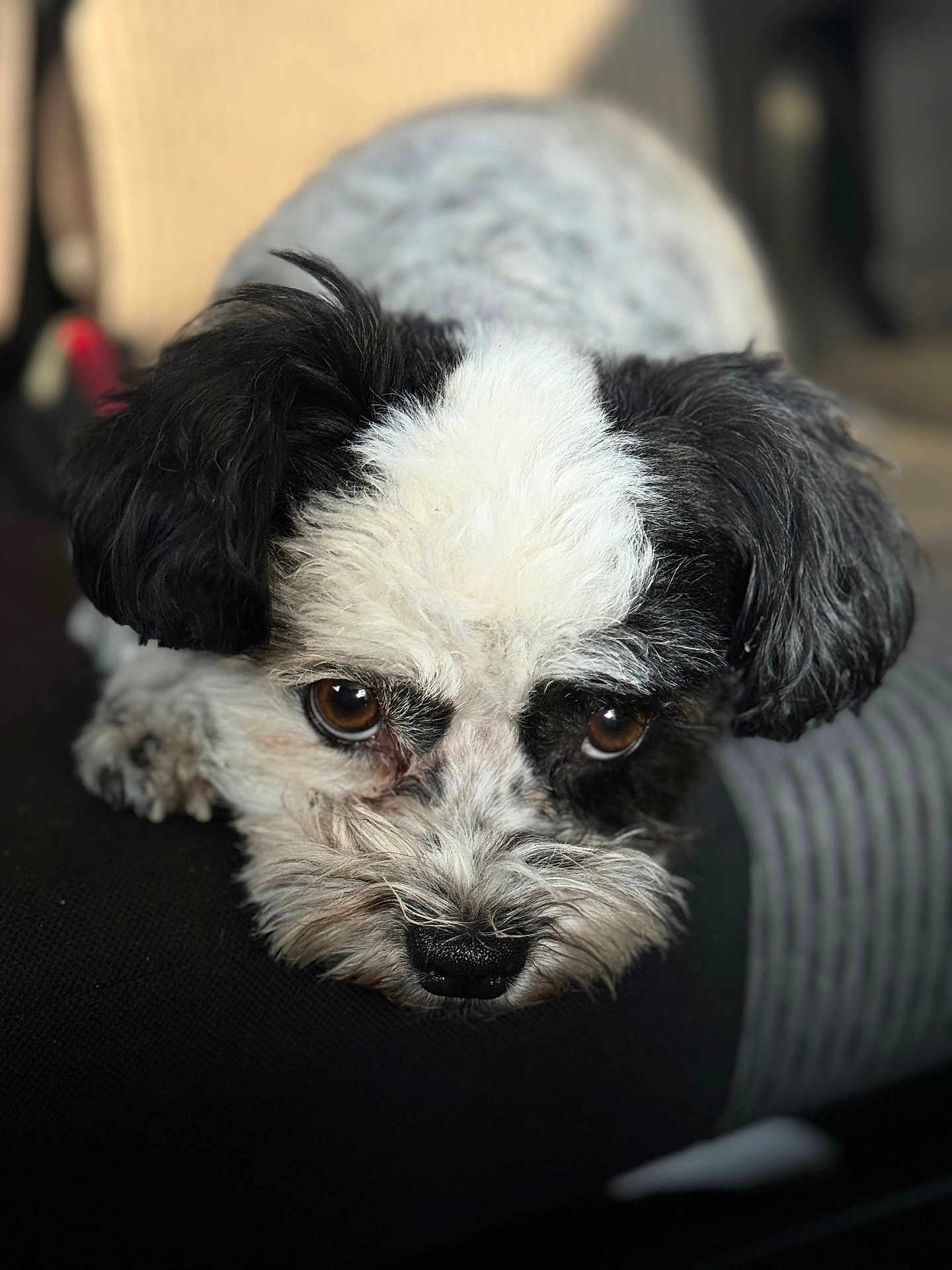 Luna is registered to the contest to win money with this photo: dog, black_and_white, close_up, portrait, resting, fluffy, brown_eyes, pet, animal, cute, indoor, soft_light, fur, face, lying_down, adorable, looking_at_camera, domestic_animal, companion, relaxed