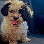Luna is registered to the contest to win money with this photo: dog, pet, curly_fur, black_and_white, car_seat, tongue_out, happy, cute, animal, fluffy, canine, sitting, indoor, close_up, portrait, fur_texture, bright_light, smiling, companion, domestic_animal