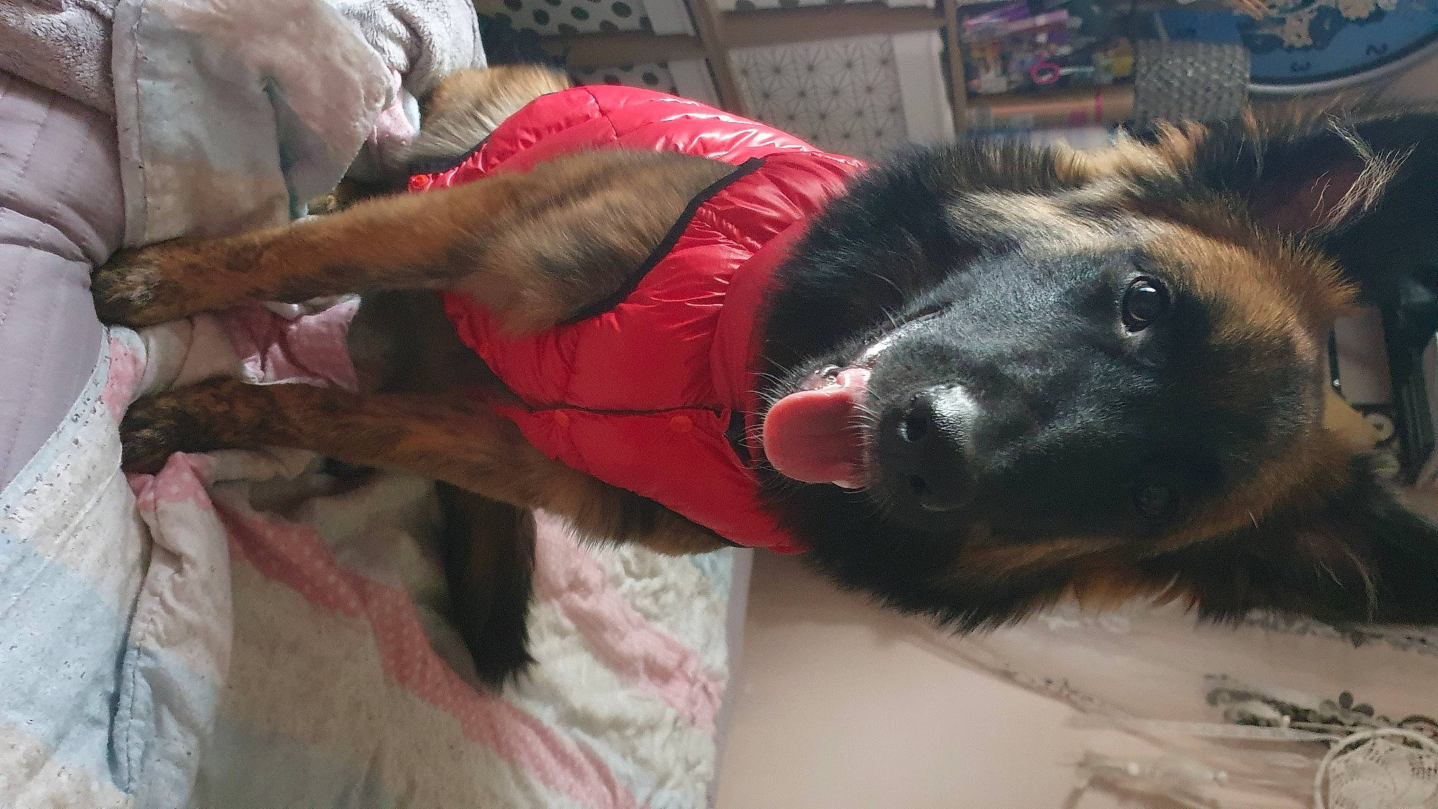 Ayko a rejoint le concours — aidez-le/la à gagner de superbes lots ! ancient_dog_breeds, canidae, carnivore, companion_dog, dog, dog_breed, dog_supply, fawn, fur, german_shepherd_dog, giant_dog_breed, guard_dog, herding_dog, himalayan_sheepdog, mammal, snout, sporting_group, working_animal, working_dog