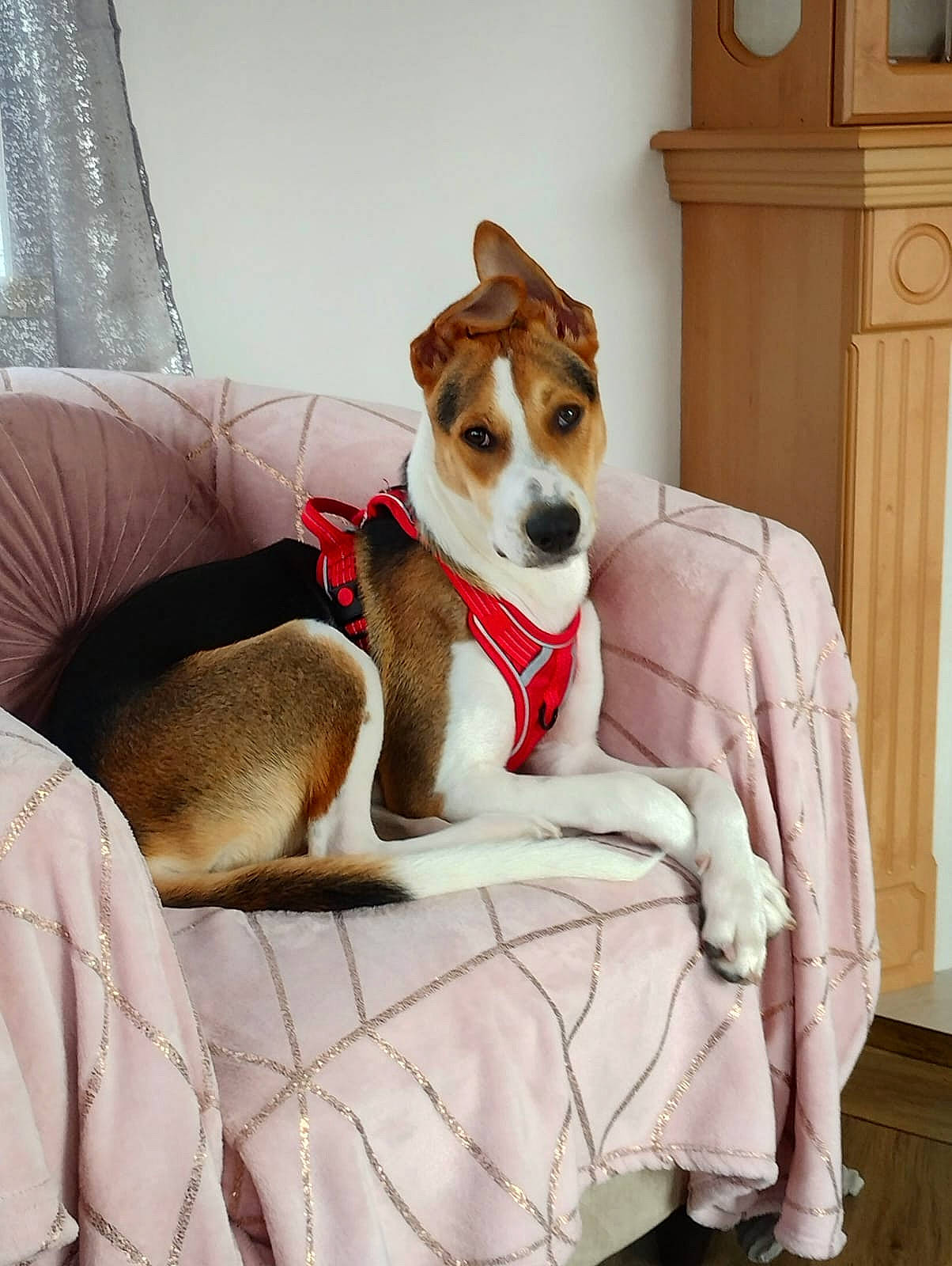 Bobbie joined the competition — help win amazing prizes! ancient_dog_breeds, cabinetry, canidae, carnivore, collar, comfort, companion_dog, curtain, dog, dog_breed, dog_collar, dog_supply, fawn, hound, sitting, sporting_group, tail, terrier, wall_plate, working_animal